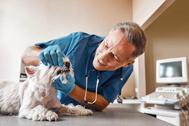 Best Emergency Dentist for Knocked-Out Tooth in Chadwicks, NY